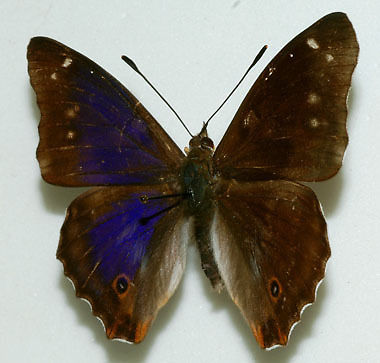 Apatura iris male (purple emperor aberration 1) Internet Image property of respective owner, non-commercial use only